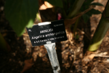 Angelica archangelica RCP7-10 238.jpg
